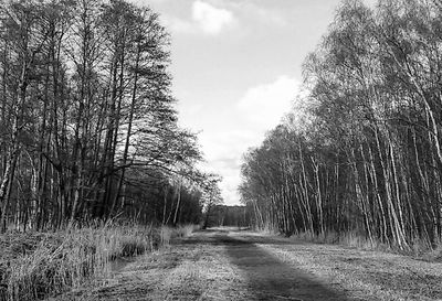 Bare trees on landscape against sky