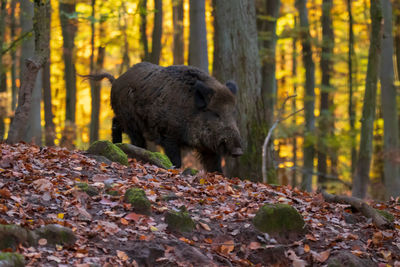 Lion in a forest