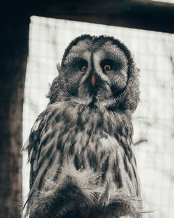 Close-up portrait of owl in zoo