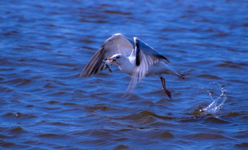 Seagull flying over sea