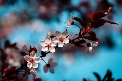 Close-up of cherry blossoms on tree