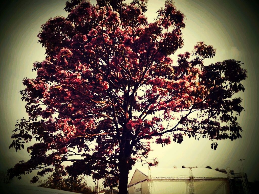 tree, low angle view, branch, growth, flower, nature, beauty in nature, sky, pink color, silhouette, freshness, no people, tranquility, outdoors, dusk, fragility, blossom, day, season, close-up