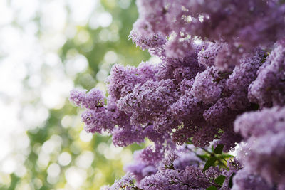 Purple syringa vulgaris lilac blossom close up