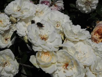 Close-up of white roses