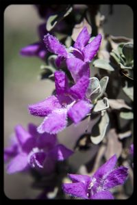 Close-up of purple flowers blooming