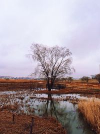 Bare trees on field against sky