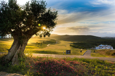 Scenic view of field against sky during sunset