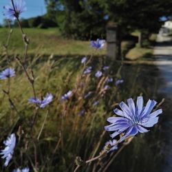 Close-up of flowers blooming outdoors