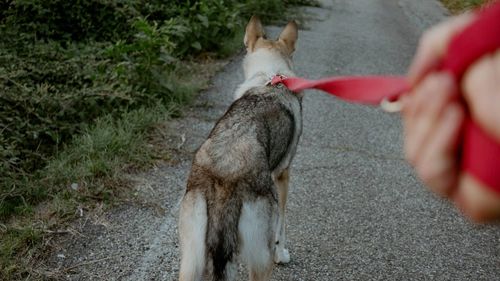 Low section of man standing with dog