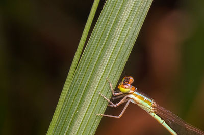 Close-up of insect on leaf