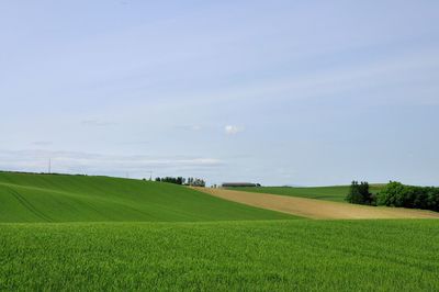 Scenic view of grassy field against sky