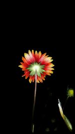 Close-up of flower against black background