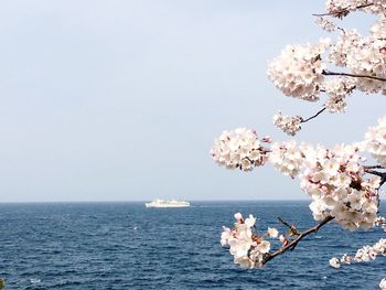 Flowers growing on tree by sea against clear sky