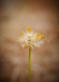 Close-up of white dandelion flower