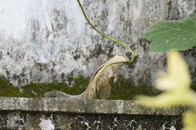 Close-up of insect on wall