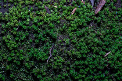 High angle view of trees growing on field