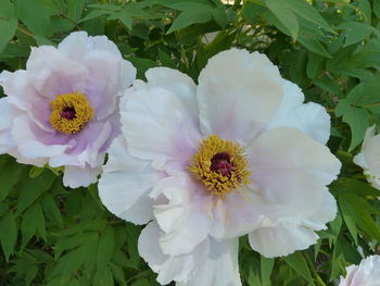 Close-up of flowers