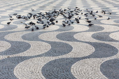 Pigeons scattered on wave pattern grey and beige cobblestone pavement in downtown lisbon square