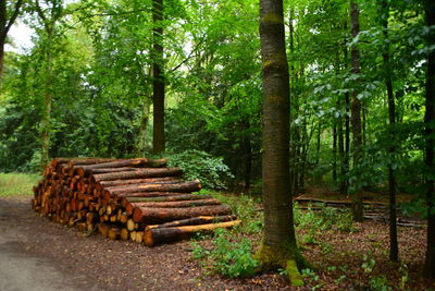 Stack of logs in forest