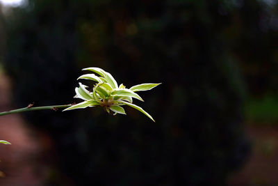Close-up of flower buds