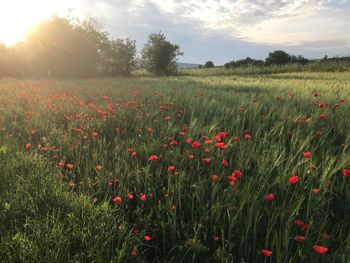 Red poppies on field against sky