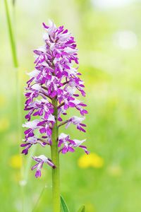 Close-up of purple flowers