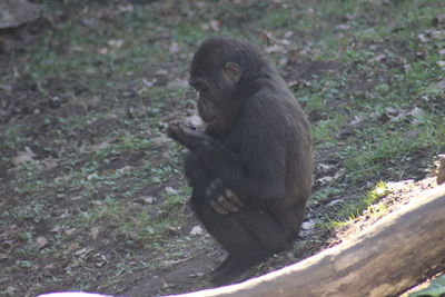 Lion sitting on land in forest
