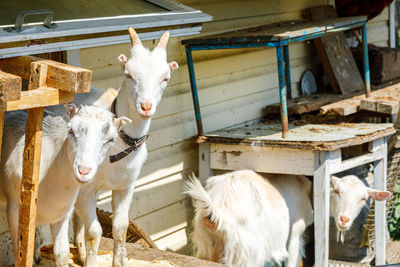 Goats in pen