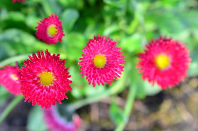 Close-up of red flowering plants