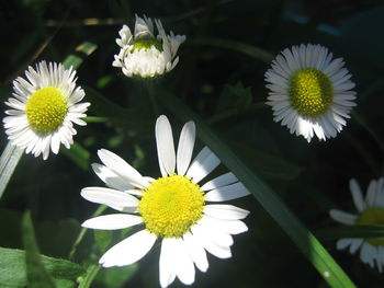 Close-up of white daisy flowers