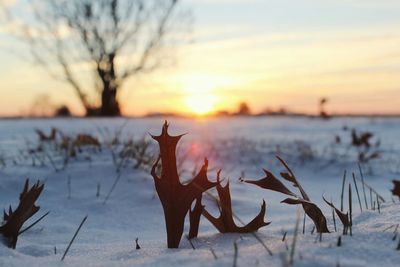 Bare trees against sky at sunset