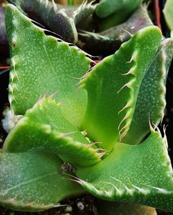 Close-up of green leaves