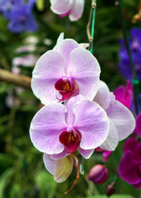 Close-up of purple orchids blooming outdoors