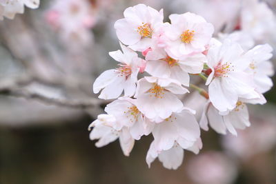 Close-up of white cherry blossoms