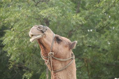 Close-up of a horse