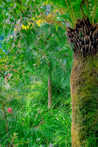 High angle view of trees growing in field