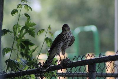 Close-up of bird perching on branch