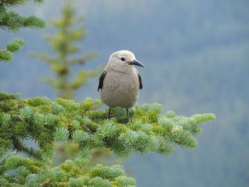 Clark's nutcracker crow nucifraga columbiana corvidae lake louise banff national park canada