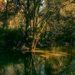 Reflection of trees in lake