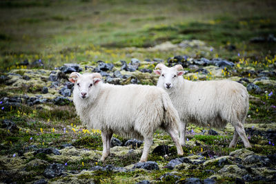 Portrait of white goats on field