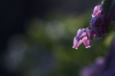 Close-up of flowers against blurred background