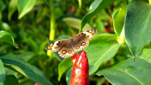 Close-up of butterfly on leaf