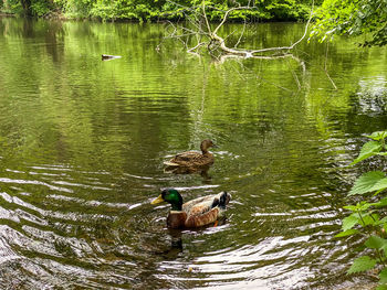 Ducks swimming in lake