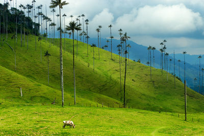 Cow grazing on field against sky