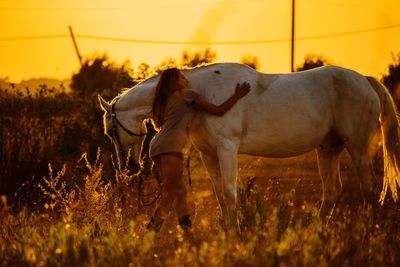 Horse on field against sky at sunset