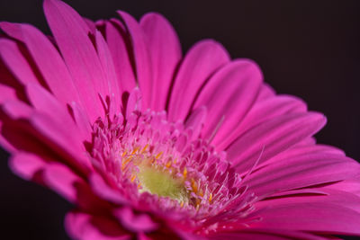 Close-up of pink flower