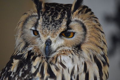 Close-up portrait of owl