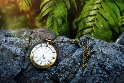 Close-up of clock on leaf