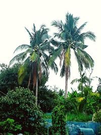 Low angle view of coconut palm trees against sky