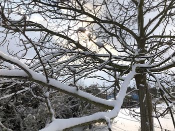 Low angle view of bare tree against sky